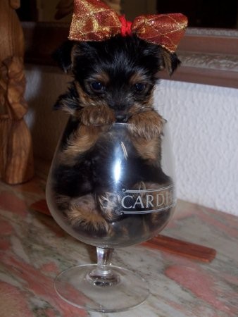 Esta es mi perrita cuando era mas pequeña :) Esta es mi perrita cuando era mas pequeña :)